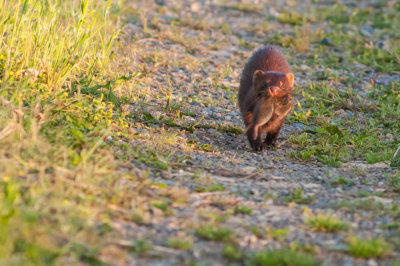 Mink with mouse
