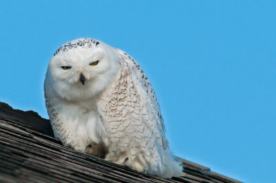 Snowy owl on roof