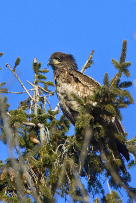 Immature Bald Eagle