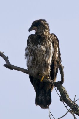 Immature Bald Eagle