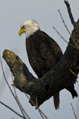 Bald eagle