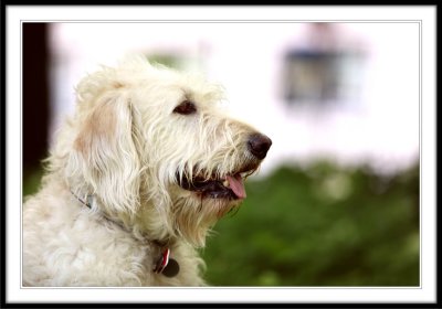 Lucy and Griff in Central Park  -  May 20 2009