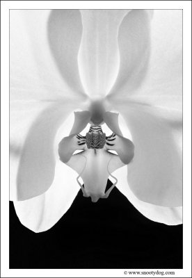 Orchids in Black and White