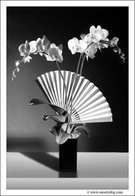 Orchids in Black and White
