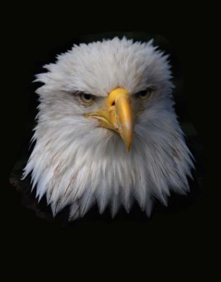 Eagle  Juneau.jpg
