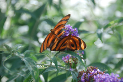 Hershey Gardens 07.jpg