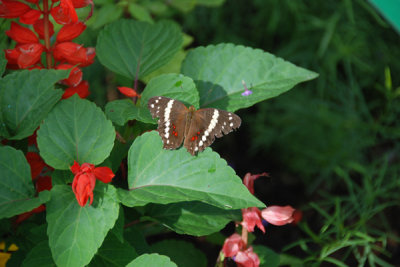 Hershey Gardens 09.jpg