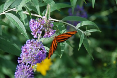 Hershey Gardens 10.jpg