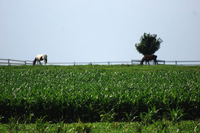 Amish Farm 03.jpg