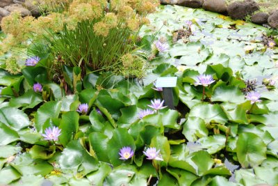 Botanical Garden 05.jpg