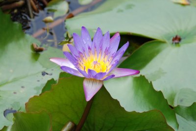 Botanical Garden 06.jpg