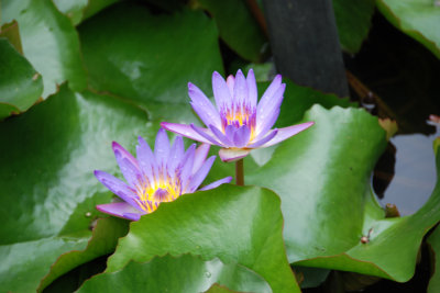 Botanical Garden 07.jpg