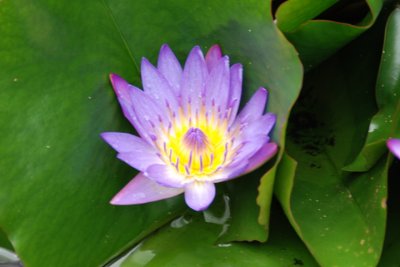 Botanical Garden 08.jpg