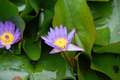Botanical Garden 09.jpg