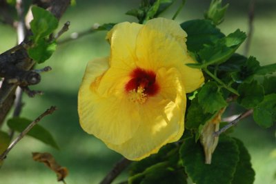 Flower 01.jpg