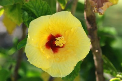 Flower 02.jpg