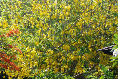 Flower 03.jpg