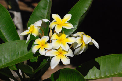 Flower 04.jpg