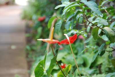 Flower 06.jpg