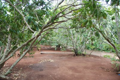 Molokai Macadamia Nuts 02.jpg