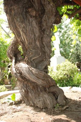 Grape Vine 03.jpg