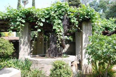 Grape Vine 04.jpg