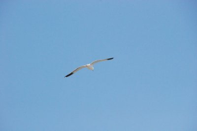 Sea Gull 01.jpg