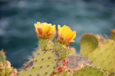 Cactus Flower 01.jpg