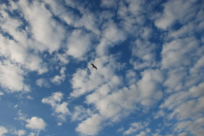 Clouds and Bird.jpg