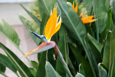 Flowers 05.jpg
