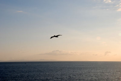 Pelican  Catalina Island.jpg