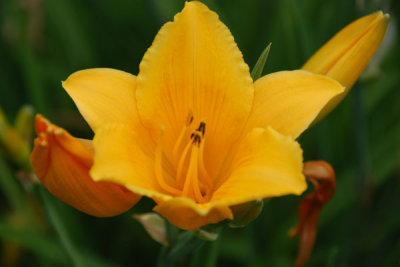 Flowers 09.jpg