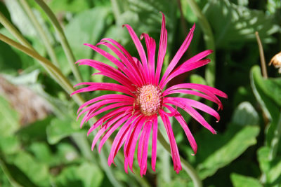 Flowers 11.jpg