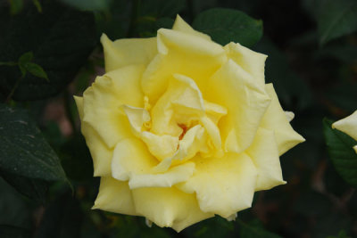 Flowers 03.jpg