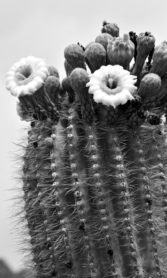 dsc5430bw.jpg