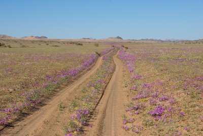 Gran Desierto Mexico