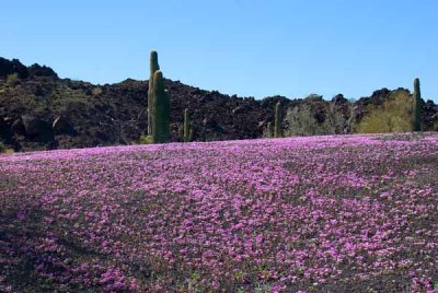 DSC_3887_edited-1.jpg