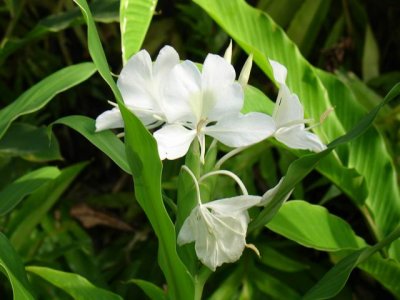 Maui Flower
