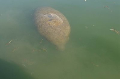 Manatee by the boat