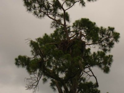 Eagles Nest