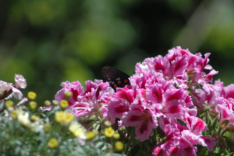 black butterfly on a pelargonium