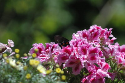 black butterfly on a pelargonium