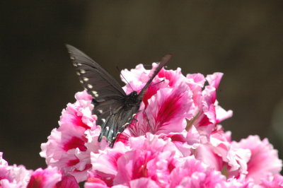 black butterfly on a pelargonium