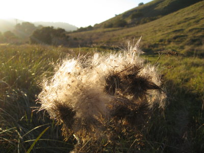 thistle and hills