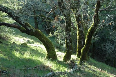 hillside near Bon Tempe
