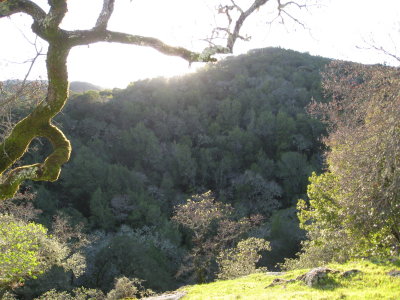 grassy hillside