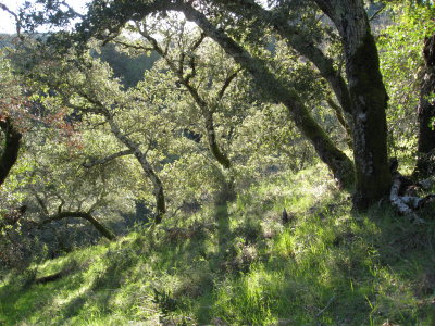 grassy hillside
