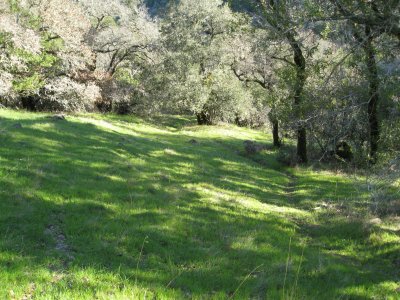 grassy hillside
