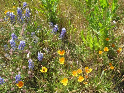 lupine and California poppies, on a walk on the hill above the beach