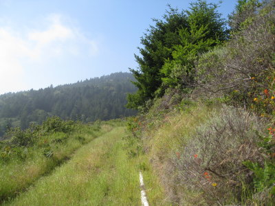 a walk on the hill above the beach